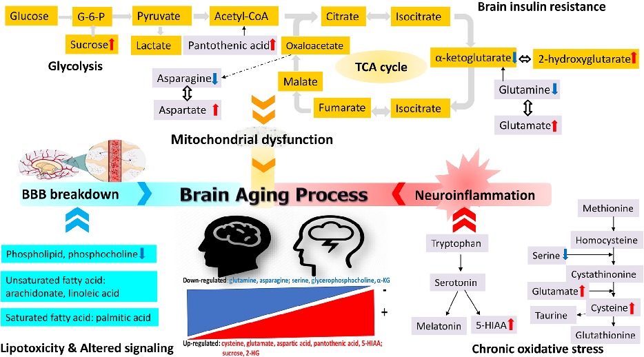A schematic diagram summarizes the profiled CSF metabolite changes during brain aging, linking age-related metabolic shifts to neurodegeneration risk pathways.