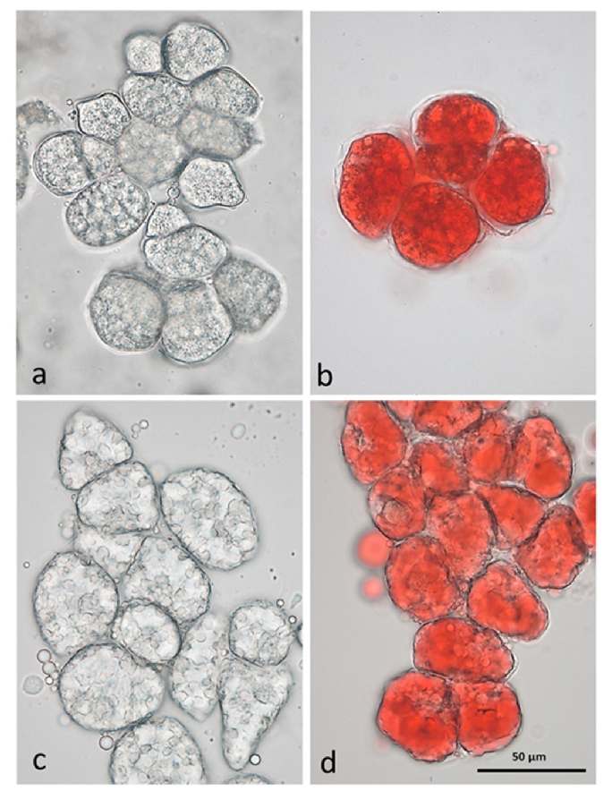 Experimental results examining effect of Nuts on Gastrointestinal Health, with data points illustrating key findings related to nuts are high nutrient-dense foods containing healthy lipids, dietary fiber, and bioactive phytochemicals, including .