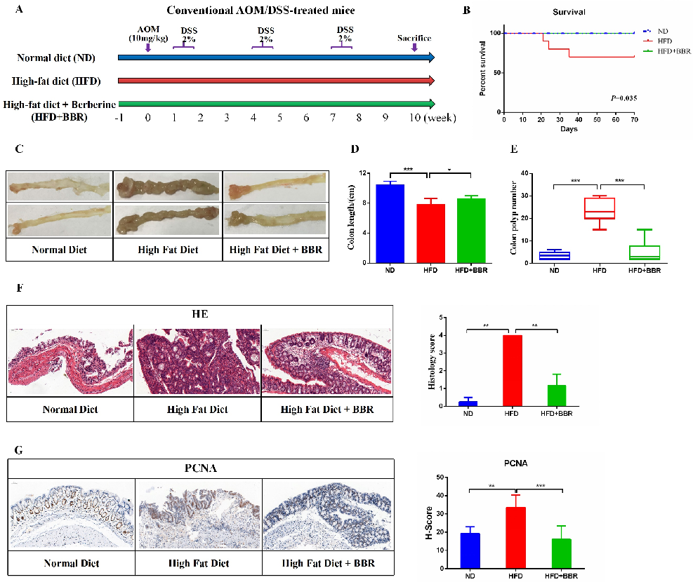 To explore the potential role of gut microbiota alterations in BBR’s suppression of HFD-associated CRC development, we performed 16S rRNA