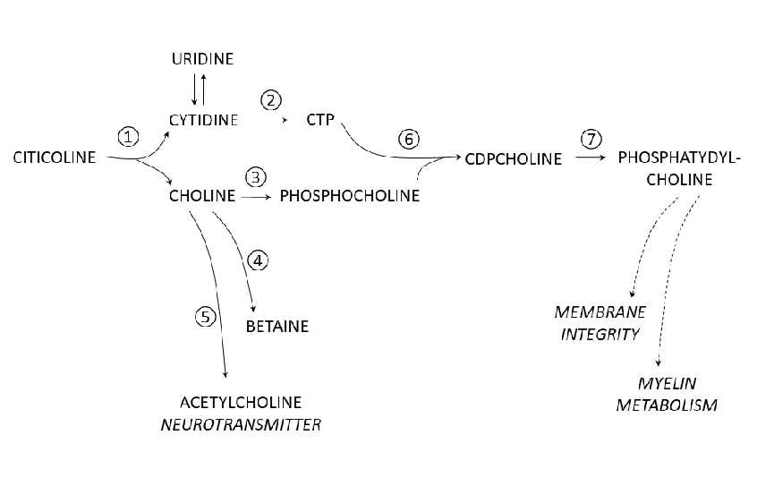 Statistical analysis from research investigating citicoline for Supporting Memory in Aging Humans, comparing treatment groups and control conditions.