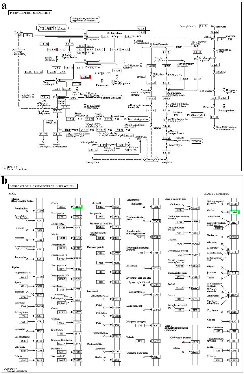 KEGG pathway maps for phenylalanine metabolism and neuroactive ligand-receptor interaction show up- and down-regulated components in precocious crabs, with red indicating increased expression.