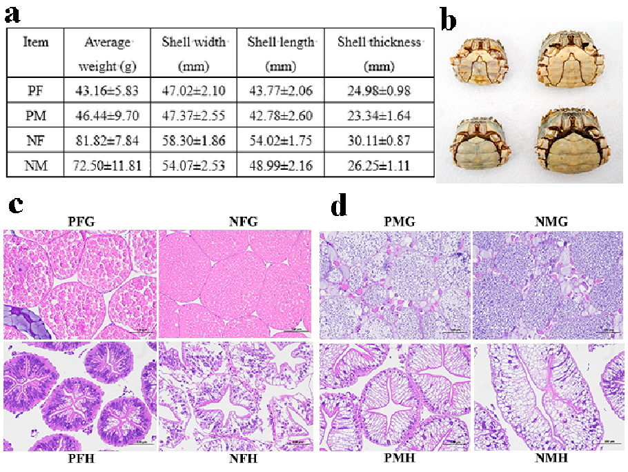 Supplementary integrated analysis data provides additional support for the multi-omics characterization of precocious development in Eriocheir sinensis.