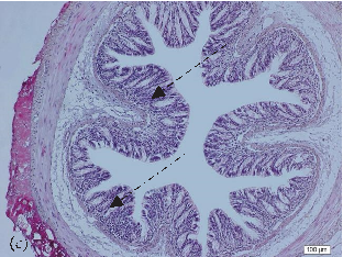 Oxidative stress biomarkers measured in colon, liver, and kidney tissues, comparing malondialdehyde (MDA) and glutathione (GSH) levels across treatment groups.
