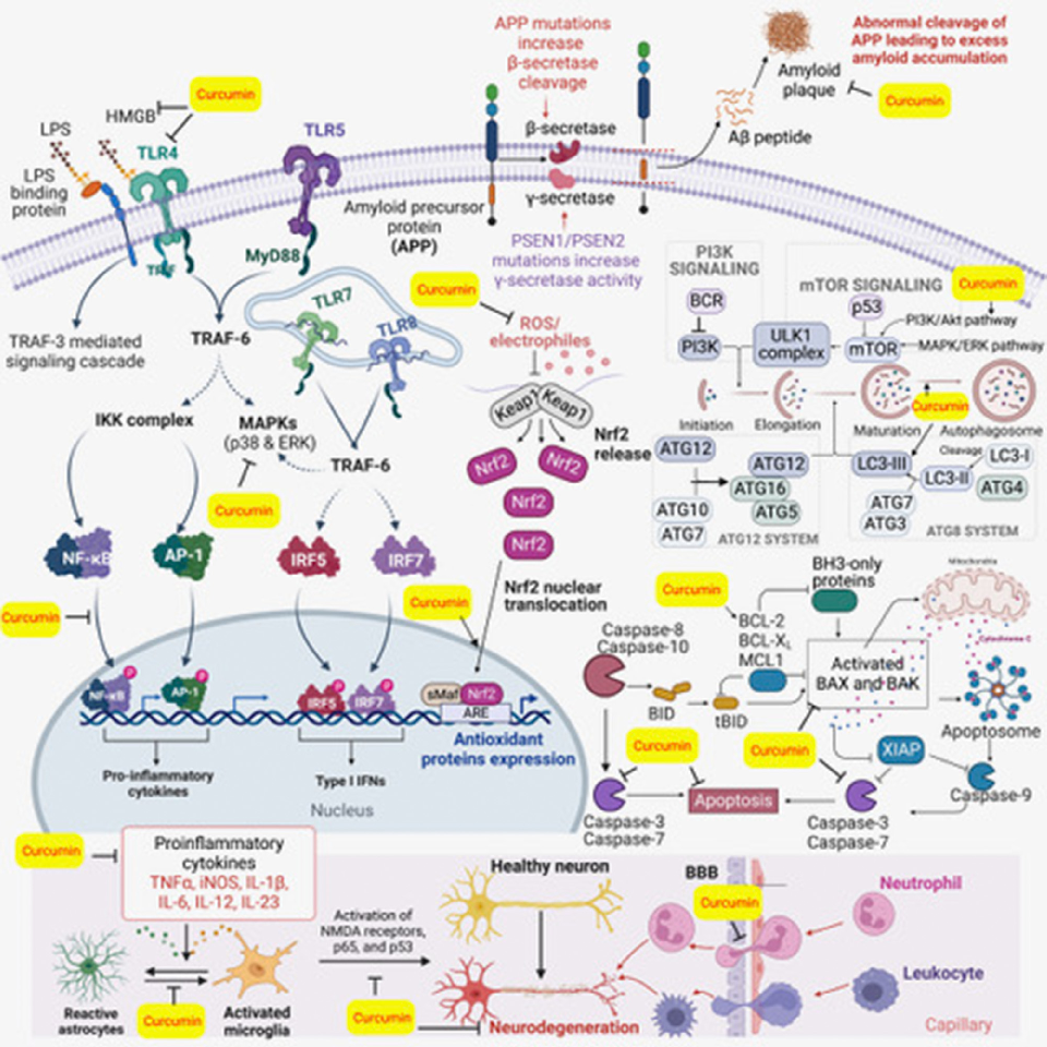 Fig. 1. Major inﬂammatory pathways associated with neurological disorders and potential of curcumin in restoring these deregulated pathways have been shown.