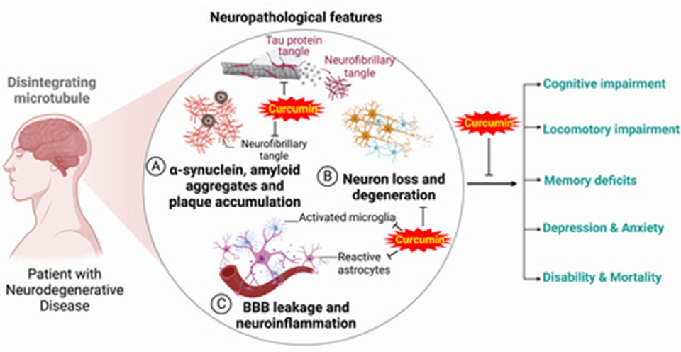 Fig. 3. Neuropathological features associated with commonly occurring NDs and their outcomes.