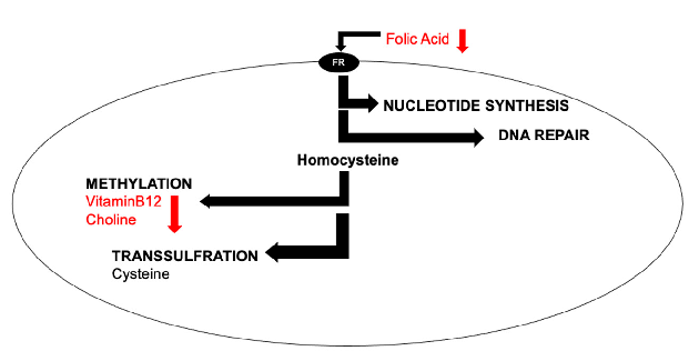 Figure 1. Simpliﬁed cellular one-carbon (1C) metabolism. B-vitamins are pleiotropic molecules, as they are involved in nucleotide synthesis, DNA repair, methylation, and transsulfuration. In this review, we focus on the impact of increasing dietary levels