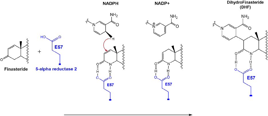 Fig 4. Mechanism of inhibition by ﬁnasteride - covalent adduct between NADPH and ﬁnasteride. E57TM2 facilitates the hydride transfer to the D1,2 bond of finasteride to the covalent bond in the red circle. The covalent bond prevents a further hydride trans