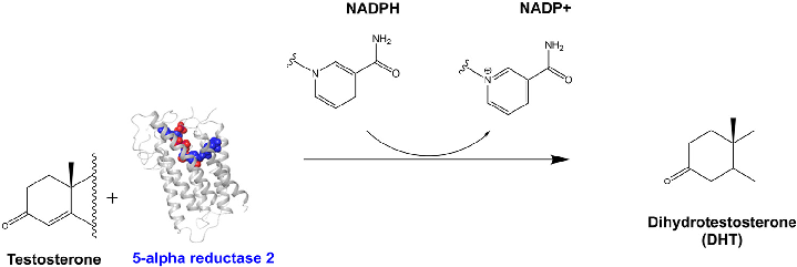 Fig 3. Dihydrotestosterone (DHT) synthesis by SRD5A2 in AGA. The SRD5A2 synthesizes DHT by converting testosterone in the presence of NADPH to DHT.