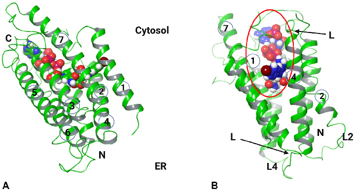 Fig 5. The structure of human SRD5A2. (A), Spheres represent NADP-DHF adduct. L1-6 are the 6 loops connecting the 7 transmembranes (TM), and the TM portion has 254 amino acid residues. (B), The active site inside the 7 TM channels surrounded by L1, L3, an