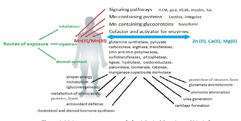 Manganese's dual role as both essential nutrient and potential toxin is explored through its effects on enzymatic systems. Superoxide dismutase, arginase, and glutamine synthetase all require manganese as a cofactor for normal function.