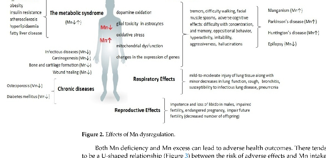 A comprehensive diagram maps the systemic effects of manganese dysregulation across multiple organ systems. Both deficiency and excess disrupt metabolic processes, with the nervous system being particularly vulnerable to manganese imbalance.