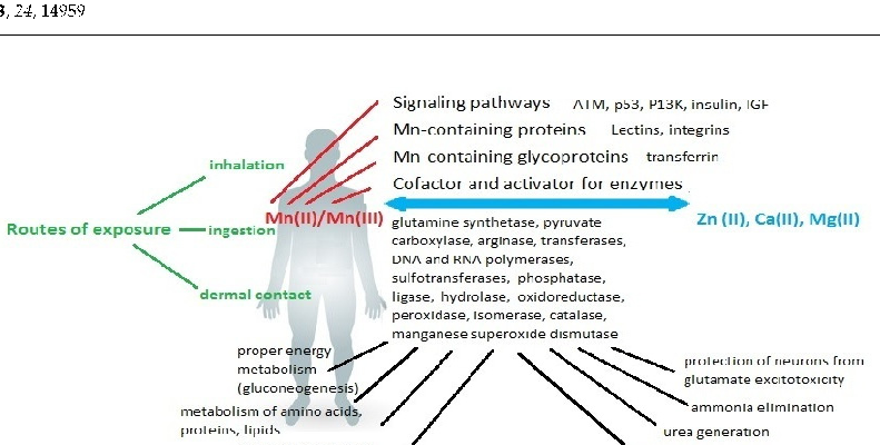 Neurological consequences of chronic manganese exposure are summarized, including cognitive impairment, motor dysfunction, and emotional disturbances. The symptoms collectively termed manganism share clinical features with Parkinson's disease.