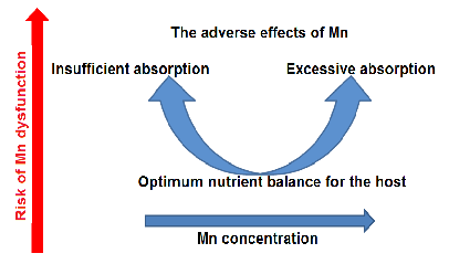 The U-shaped dose-response curve for manganese illustrates that both deficiency and excess are associated with adverse health outcomes. An optimal range exists where manganese fulfills its essential cofactor roles without triggering neurotoxic or systemic damage.