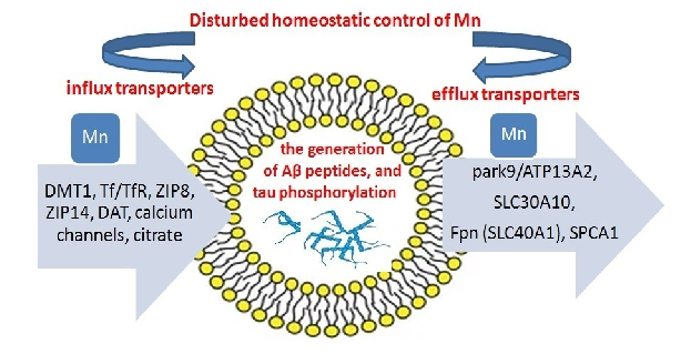A model of manganese transport imbalance depicts the interplay between uptake, distribution, and excretion mechanisms. Disruption of transporters such as SLC30A10 and SLC39A14 can lead to pathological manganese accumulation in target tissues.