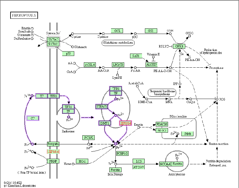 Supplementary or concluding data on manganese homeostasis consequences are presented. The review emphasizes that maintaining manganese within a narrow physiological range is critical for preventing both deficiency-related enzyme dysfunction and toxicity-related neurodegeneration.