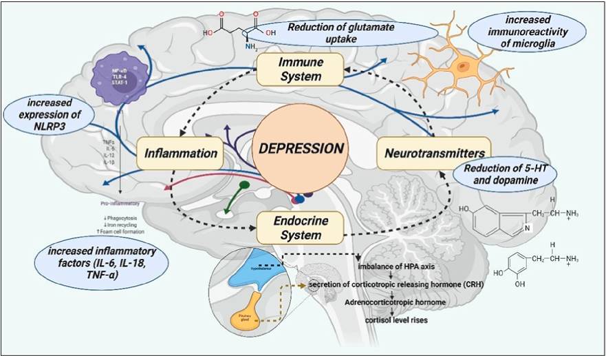 Fig. 1. The underlying mechanism of depression. Brain insulin resistance develops due to the failure of brain cells to respond to insulin activity. The hippocampus, hypothalamus, and cortex regions of the central nervous system regulate insulin levels in 