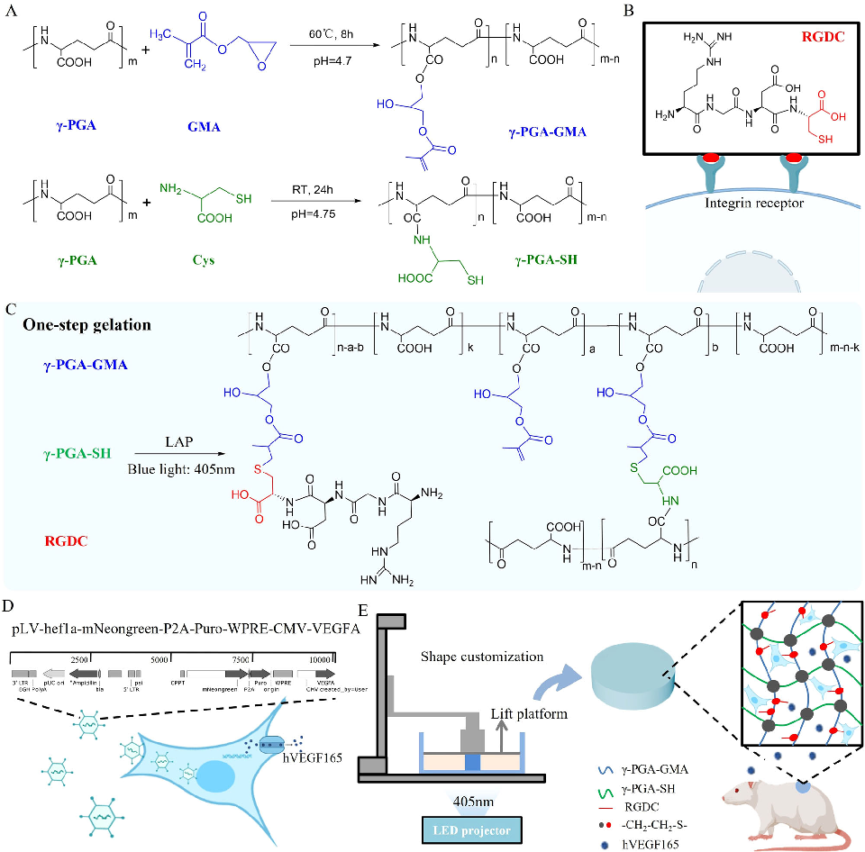Rheological and mechanical characterization of the click chemistry hydrogel demonstrates properties suitable for 3D bioprinting. The material's shear-thinning behavior and rapid recovery enable precise deposition of cell-laden constructs.