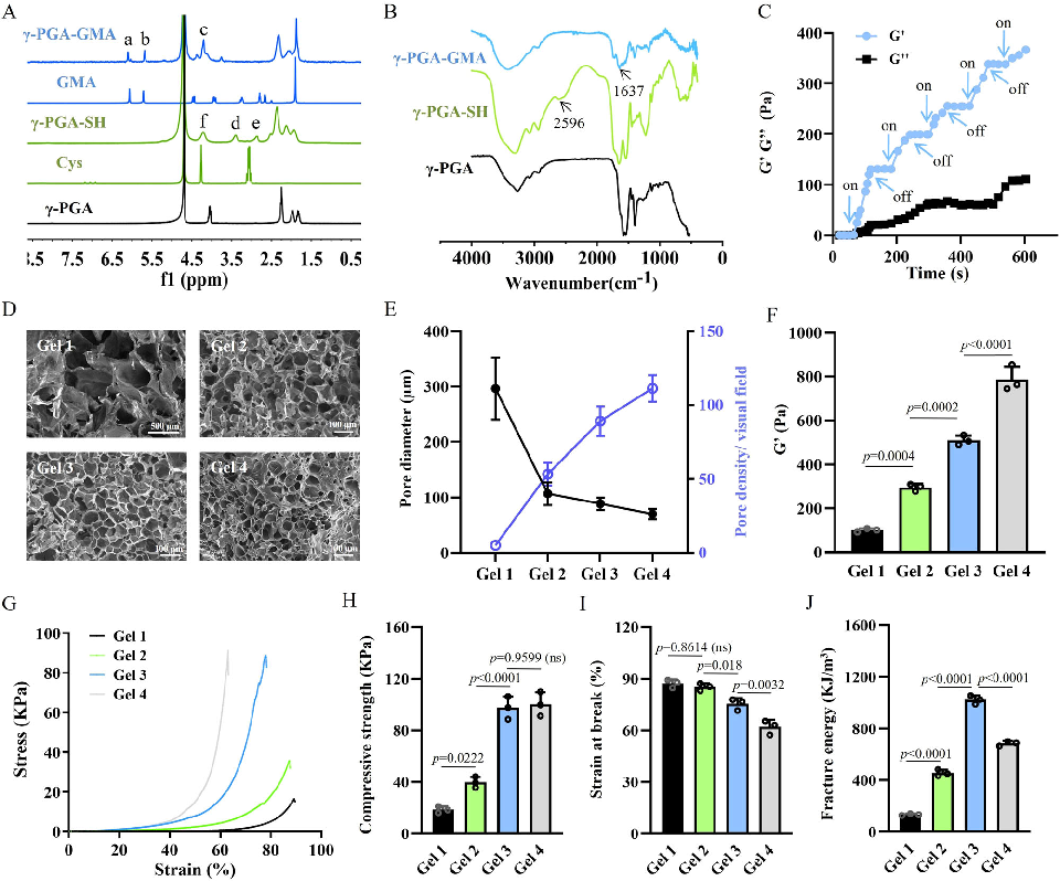Bioprinting parameters and construct fidelity are evaluated for the peptide hydrogel system. The printability assessment confirms that the material maintains structural integrity while supporting embedded vascular endothelial cell viability.