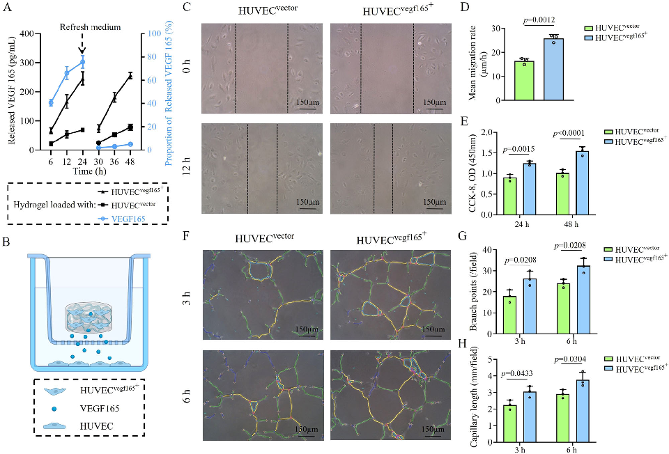 Gene expression or protein analysis from cells cultured in the hydrogel platform reveals upregulation of angiogenic and wound healing markers. The molecular data support the functional benefits observed in cell migration and proliferation assays.