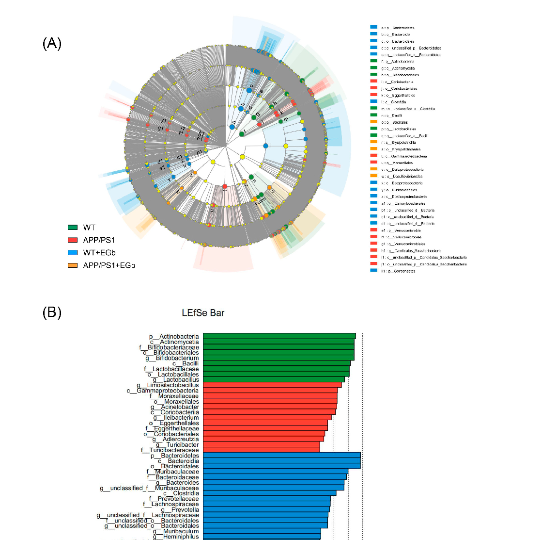 LEfSe analysis identifying microbial biomarkers that distinguish Ginkgo biloba-treated mice from controls. Discriminant taxa are ranked by effect size, revealing key bacterial groups responsive to treatment.