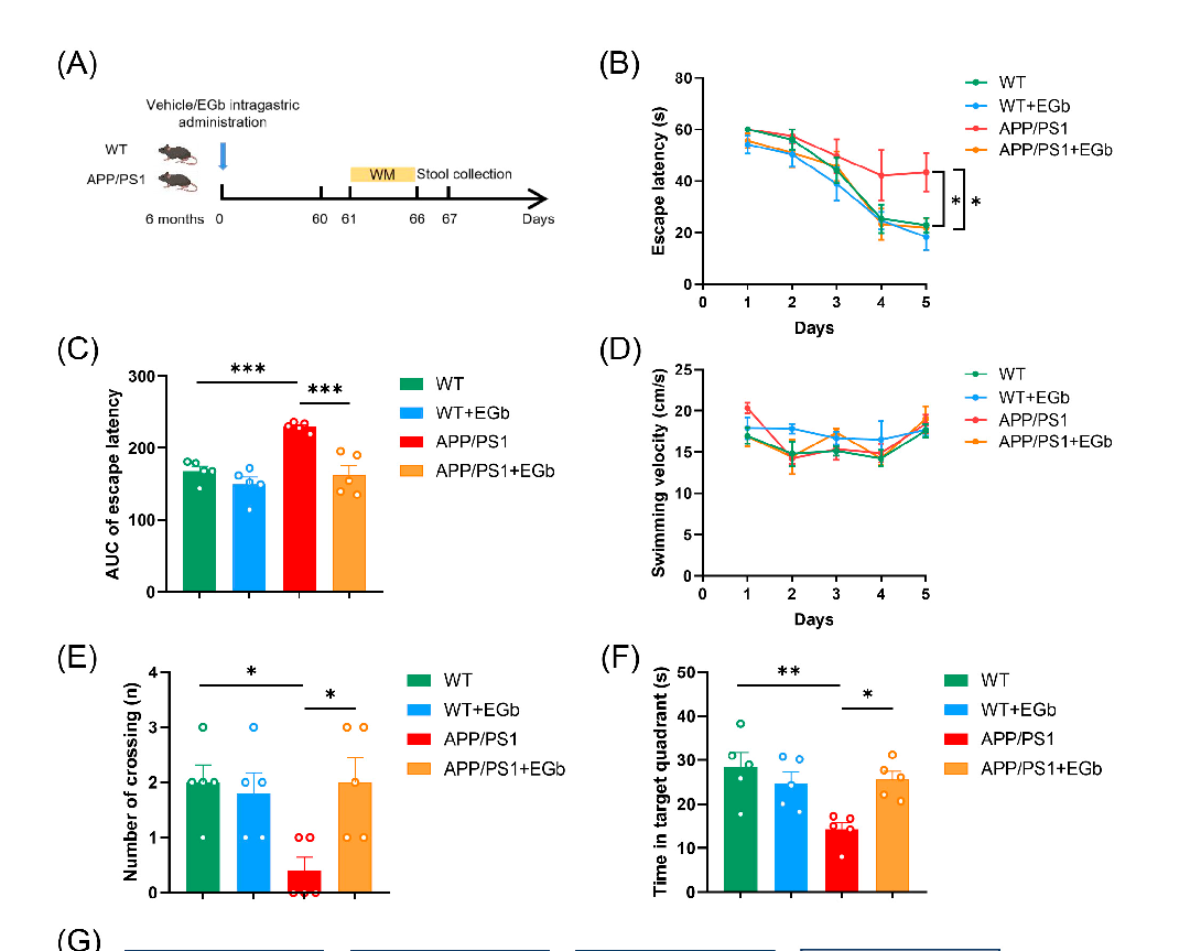 Alpha diversity analysis of gut microbiota in Alzheimer's model mice treated with Ginkgo biloba extract. Shannon and Simpson diversity indices indicate shifts in microbial community richness and evenness following treatment.