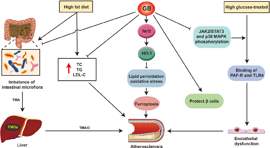 Figure 4 Diagram of the mechanism of GB on independent risk factors for atherosclerosis. Trimethylamine N-oxide (TMAO) levels in the blood can be utilized as a predictor of early atherosclerosis. Trimellitic anhydride (TMA) is derived from digested and ab