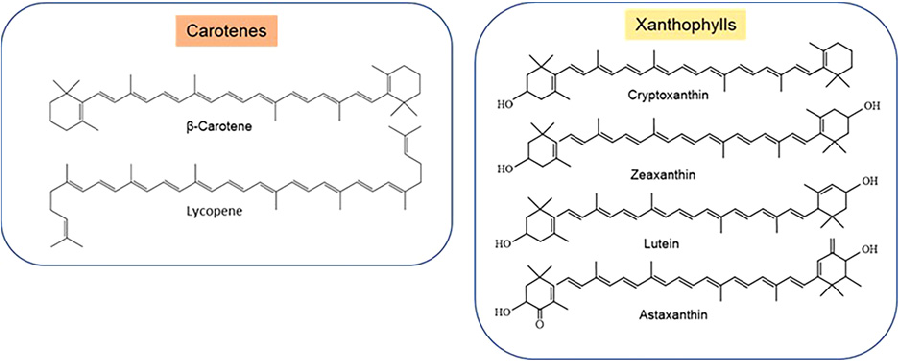 Figure 1. Chemical structures of common carotenes and xanthophylls.