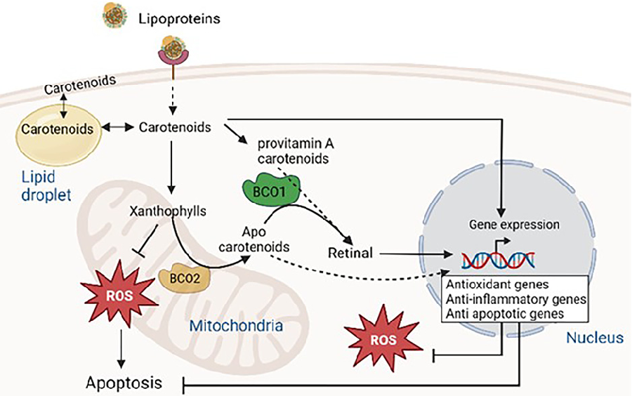 Figure 2. Overview of carotenoid metabolism with relevance to BCO1 and BCO2 enzymes. Carotenoids, found in circulating lipoproteins enter cells through distinct mechanisms involving various receptors and transporters, such as scavenger receptor class B ty