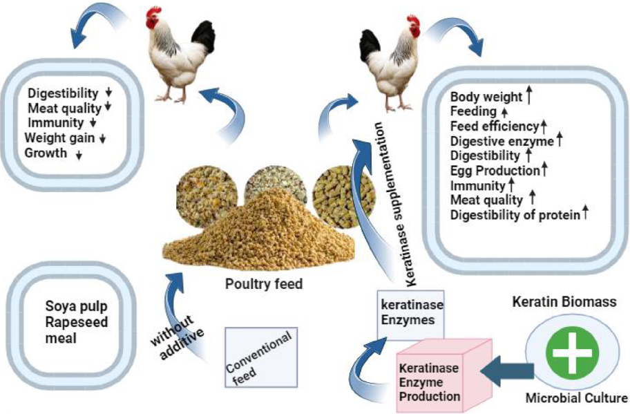 Figure. 2. The efﬁciency and performance in poultry compared with traditional and keratinase supplemented diet.