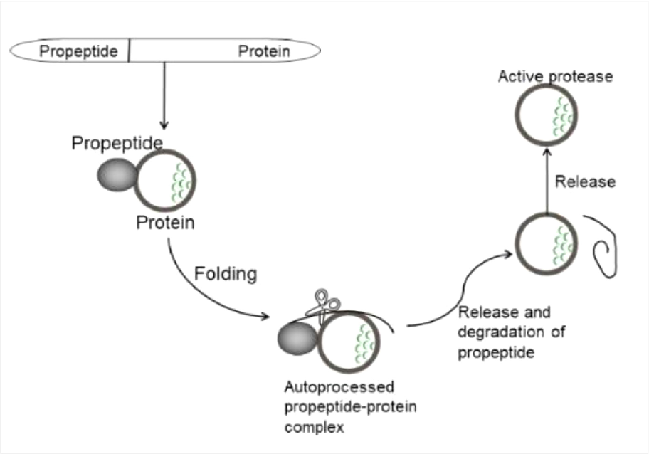 Figure. 3. Propeptide assisted folding pathway. The expression of keratinase can be increased by accelerating the process of enzyme maturation by altering speciﬁc locations of the prepeptide, which in turn changes the protein folding rate.