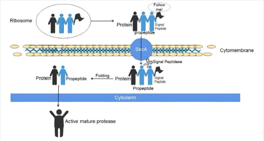 Figure. 4. Mechanism of synthesis &amp; secretion of keratinase by Bacillus subtilis.