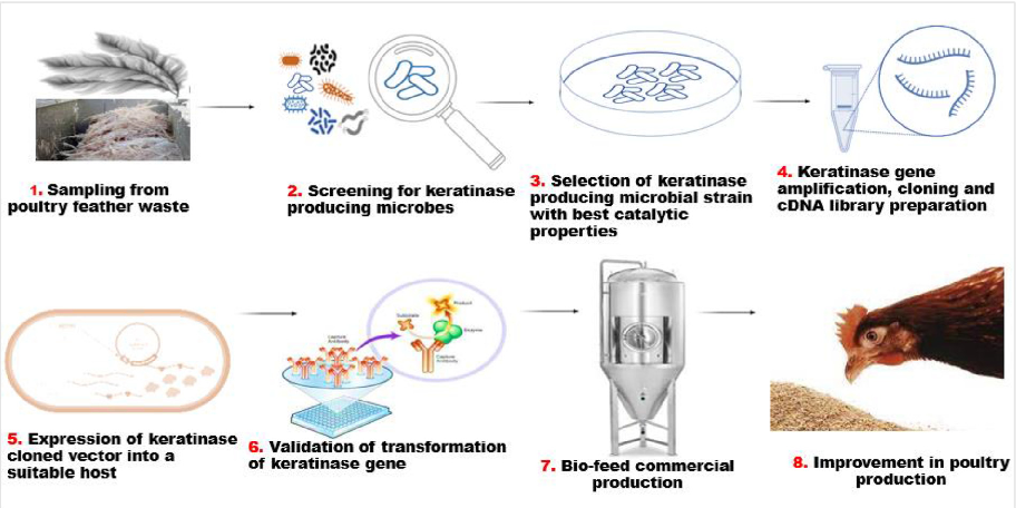Figure 5. The main steps for producing keratinase in a different organism.