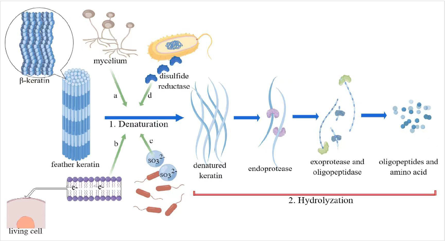 Figure. 1. Its shows the degradation mechanism of feather keratin. The feather keratin is a type of b-keratin and has a lot of disulﬁde bonds. There are 2 steps in the process of keratin breaking down: denaturation and hydrolyzation (Wang et al., 2023).