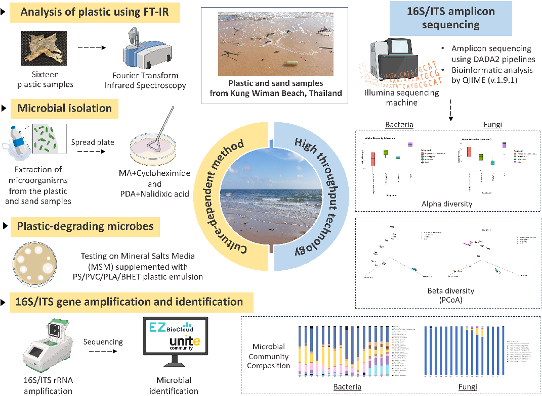 Figure 1 The experimental design. Created with BioRender.com. Full-size