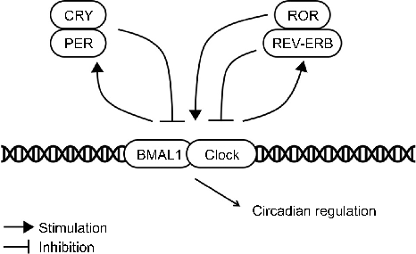 Fig. 1. Brief mechanism of the clock genes.