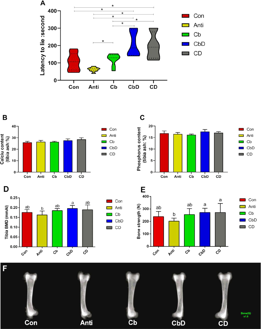 Effects of dietary Clostridium butyricum and 25-hydroxyvitamin D3 supplementation on latency-to-lie time in a poultry model, indicating improvements in leg health and bone strength.