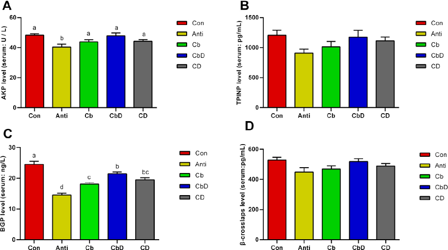 Experimental data from a study on dietary Clostridium butyricum and 25-hydroxyvitamin D3 and their combined effects on bone metabolism through gut microbiota modulation in poultry.