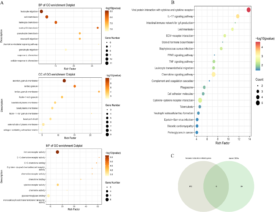 Functional enrichment analysis of the identified butyrate metabolism-related shared genes, mapping their involvement in key metabolic and immune pathways.