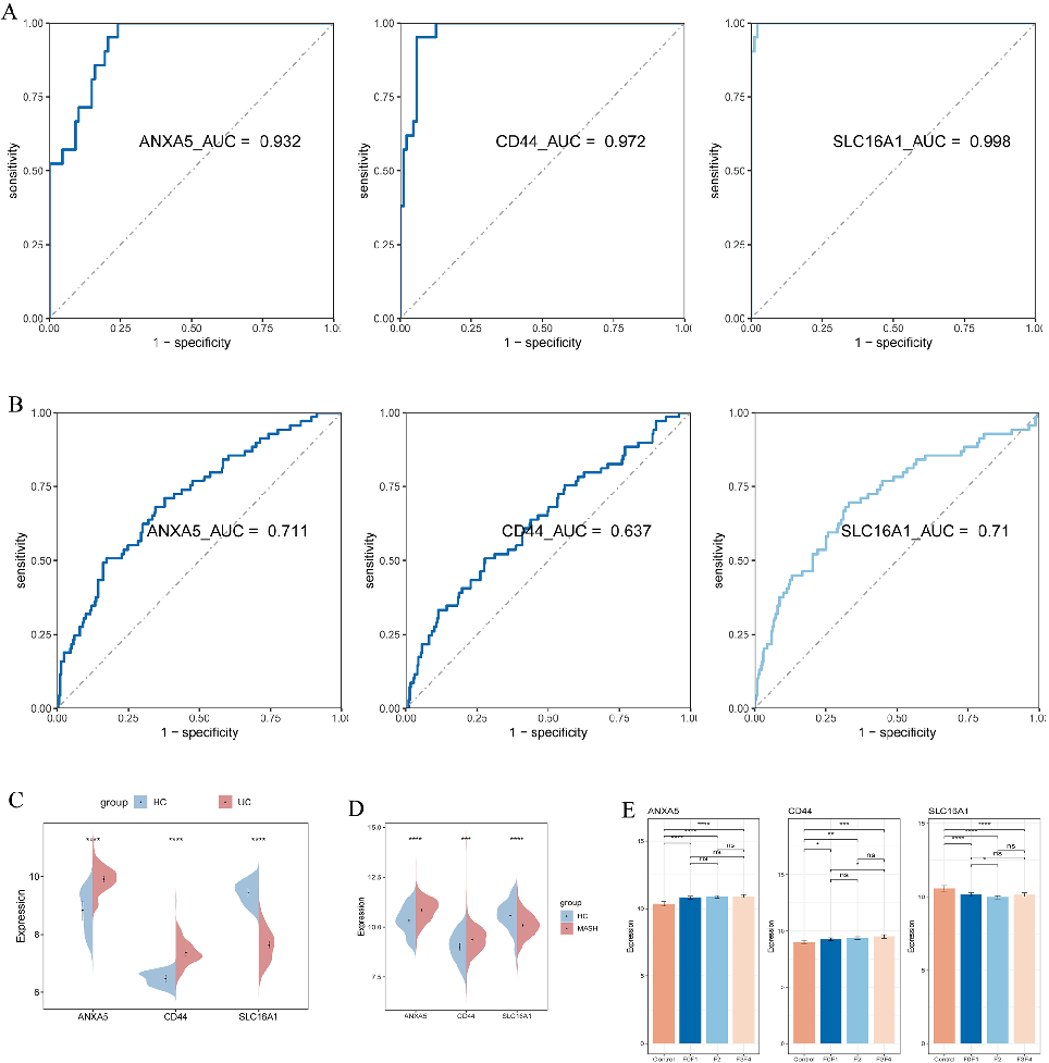 Validation analysis of the butyrate metabolism-related shared gene signatures in independent MASLD and colorectal cancer datasets.