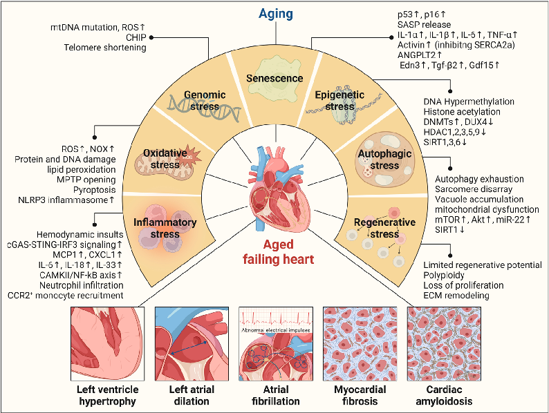 Figure 1 Cardiac aging and heart failure (HF). Lifetime molecular and cellular stresses such as genomic, epigenetic, oxidative, autophagic, inﬂammatory and regenerative stresses, along with the accumulation of senescent cells, drive cardiac aging and lead