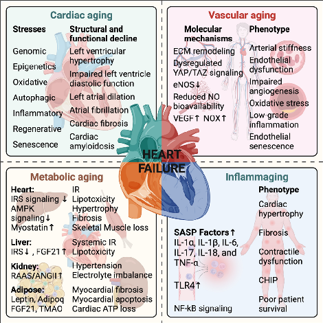 Figure 2 Systemic aging and heart failure (HF). Systemic aging fuels HF, with cardiac, vascular, metabolic and inﬂammaging as major contributors. HF-associated molecular mechanisms—cardiac, vascular, metabolic and inﬂammaging—are summarized along with obs
