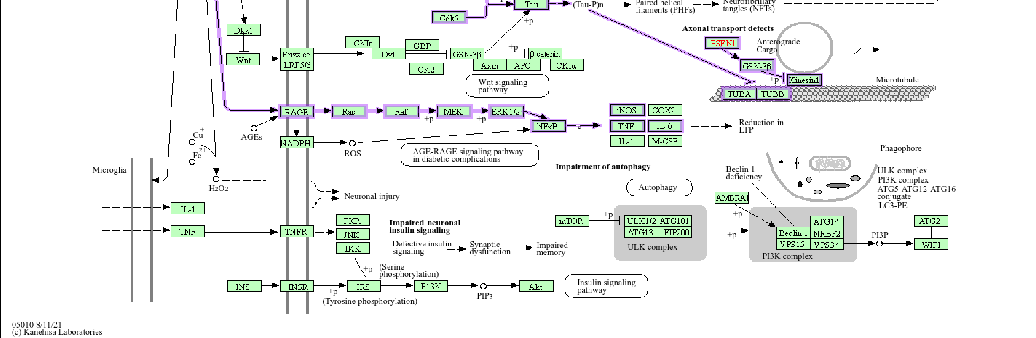 KEGG pathway map (hsa05010) illustrating the molecular cascade involved in Alzheimer's disease pathogenesis in humans. The diagram highlights potential intervention points where carotenoid compounds may modulate amyloid-beta accumulation, tau phosphorylation, and neuroinflammatory signaling.