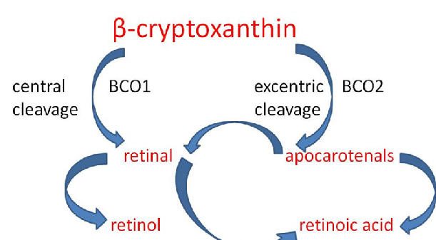 Alpha- and beta-cryptoxanthin serve as provitamin A sources due to their unsubstituted beta-ring structure. The review discusses their potential role in Alzheimer's disease prevention through both antioxidant activity and vitamin A metabolite production in neural tissue.
