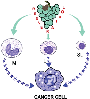 FIGURE 1. Peripheral blood mononuclear cells are stimulated by resveratrol to release anti-inﬂammatory cytokines, which subsequently prevent chronic inﬂammation and the growth of cancer cells. M-monocytes and macrophages, L-large lymphocytes, SL-small lym
