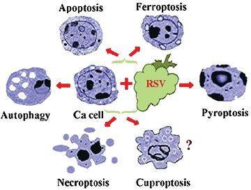 FIGURE 2. A schematic presentation of some of the mechanisms by which resveratrol may induce cancer cells’ death. The knowledge about the impact of RSV on cuproptosis is limited, as shown by the question mark. Ca cell-cancer cell.