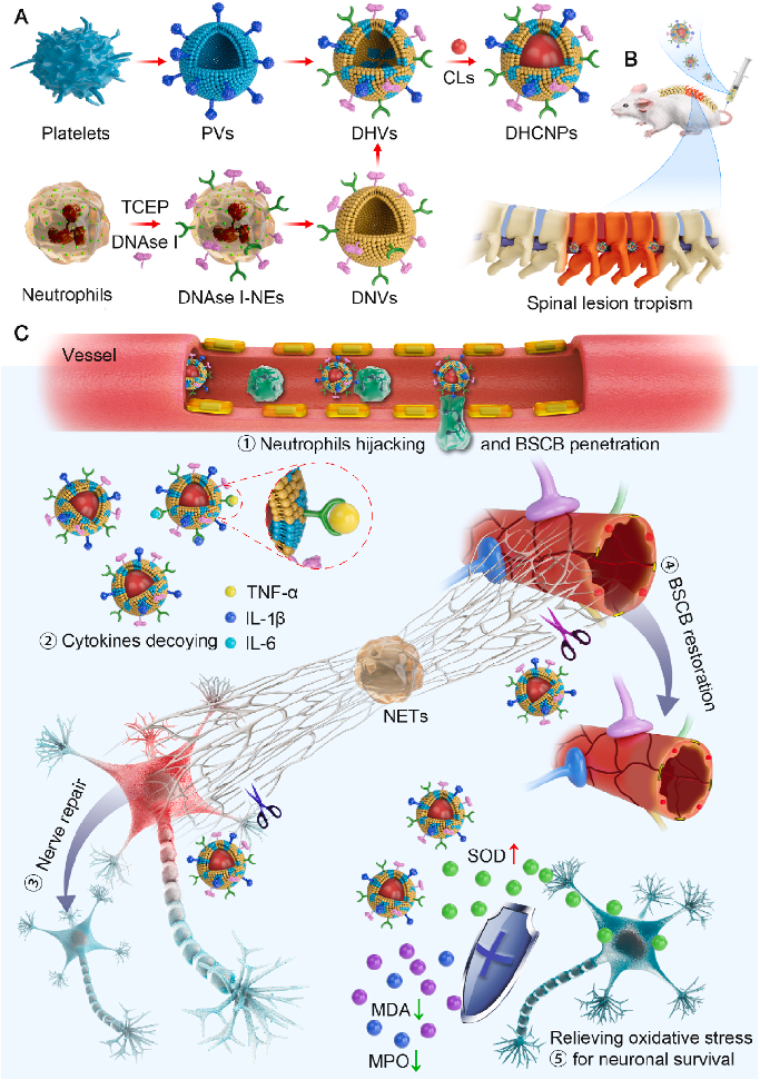 Scheme 1. (A) Scheme of the fabrication of DHCNPs. (B) DHCNPs exhibited neuroinflammation tropism to injured spinal cord after intravenous injection. (C) The neuroinflammatory and SCI modulation process of the DHCNPs.