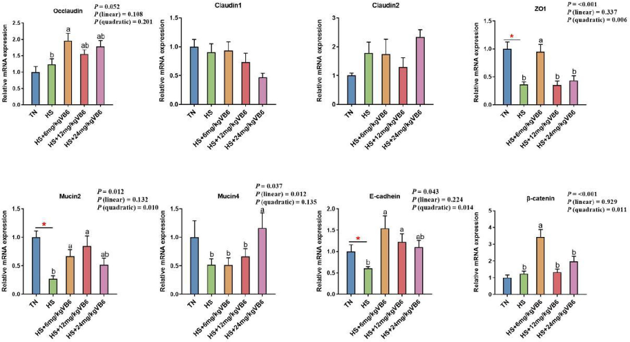 Figure 3. Effect of vitamin B6 on the mRNA expression of intestinal barrier function of heat-stressed broilers. Data are presented as mean § SEM (n = 10). Mean values of the TN group and HS group with * differ signiﬁcantly (P < 0.05). Mean values of th