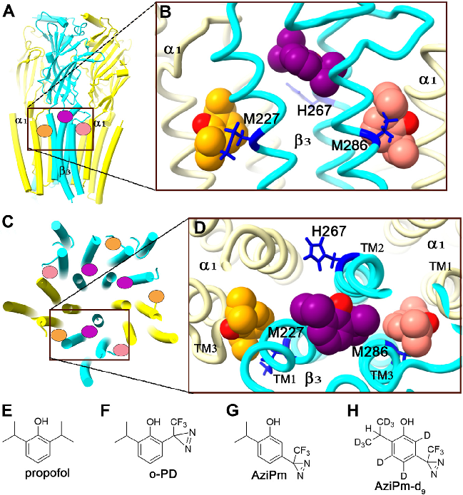 Electrophysiology or binding affinity data for propofol at different GABAA receptor binding sites, comparing potency across the three identified site classes.