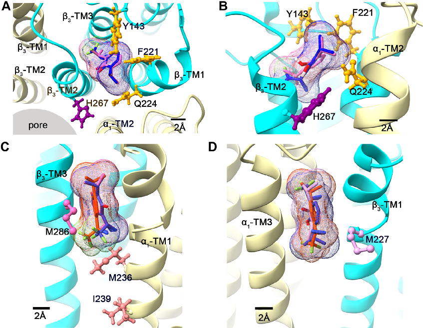 Molecular dynamics simulation or computational modeling of propofol interactions with GABAA receptor transmembrane domains.