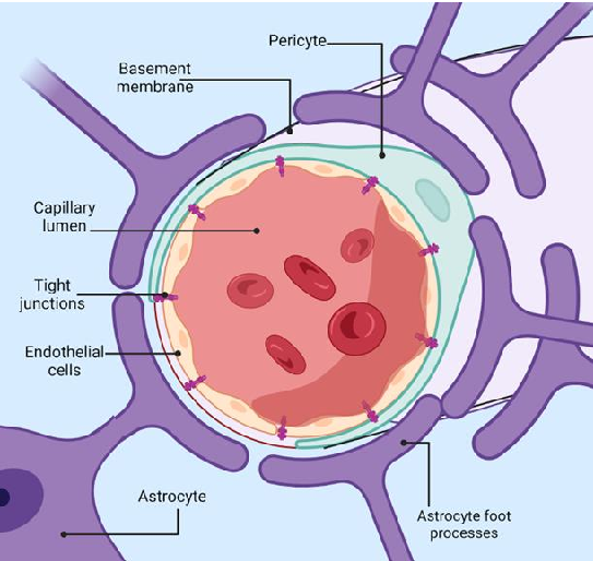 Antioxidant mechanisms relevant to Alzheimer's disease neuroprotection are summarized, highlighting how reactive oxygen species contribute to neurodegeneration and how antioxidant-loaded delivery systems may counteract oxidative damage.